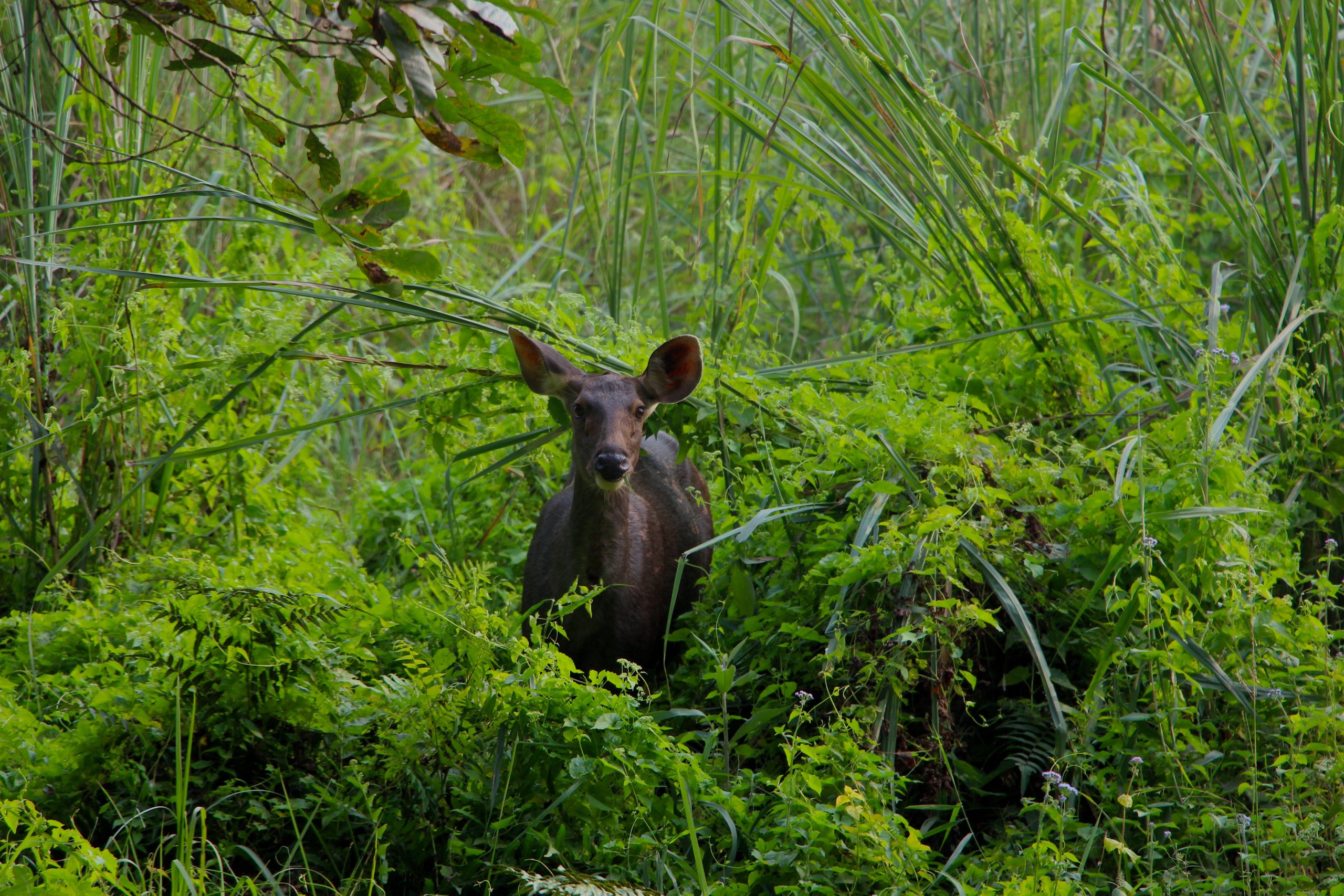 Bardia National Park – Responsible wild west Safari Nepal