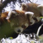 red-panda