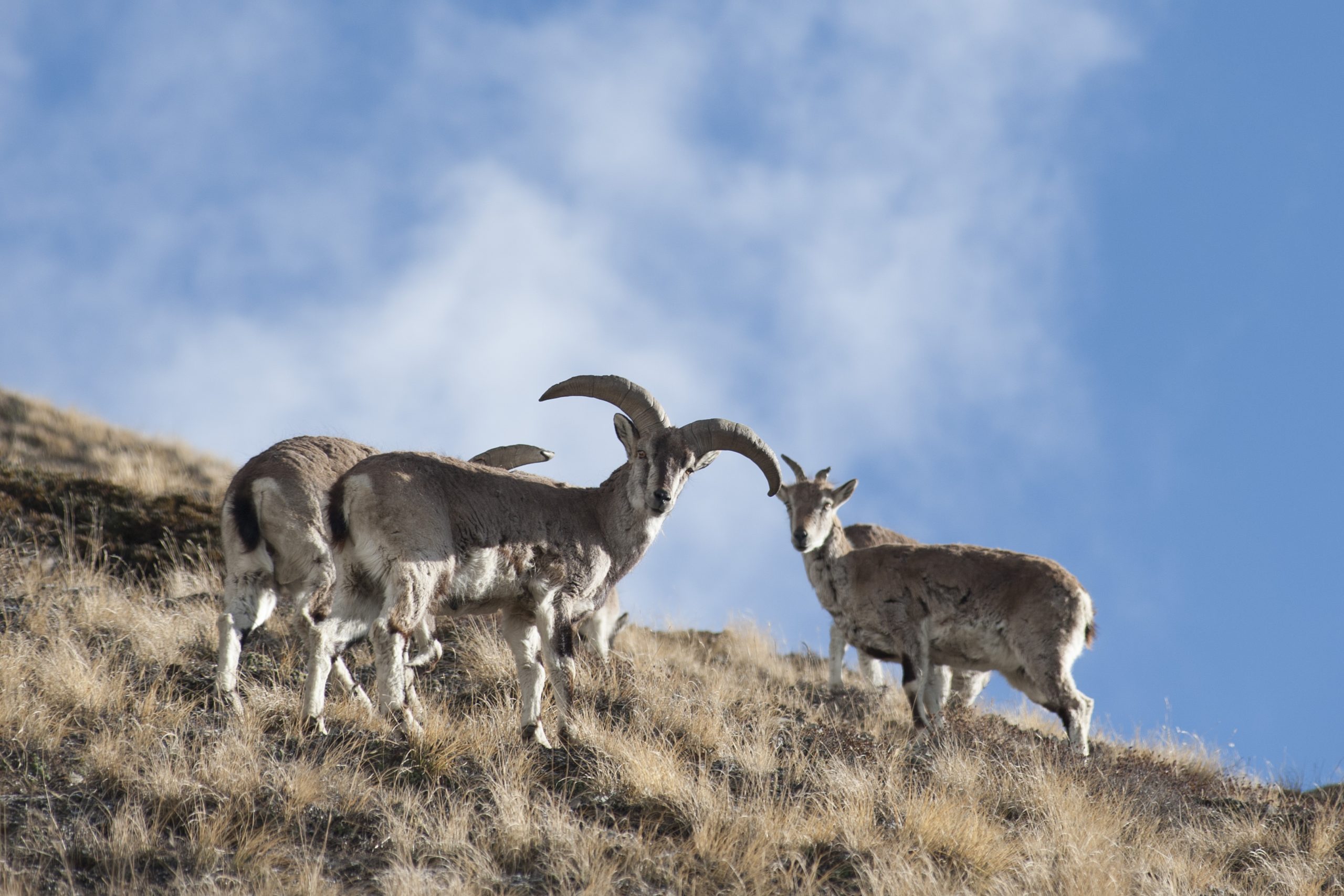 Snow Leopard Tracking Trek in Manang