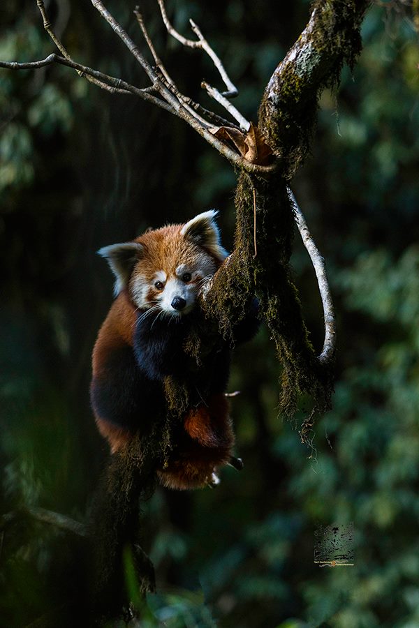 Life time Experiences Red Panda Tracking tour in East Nepal