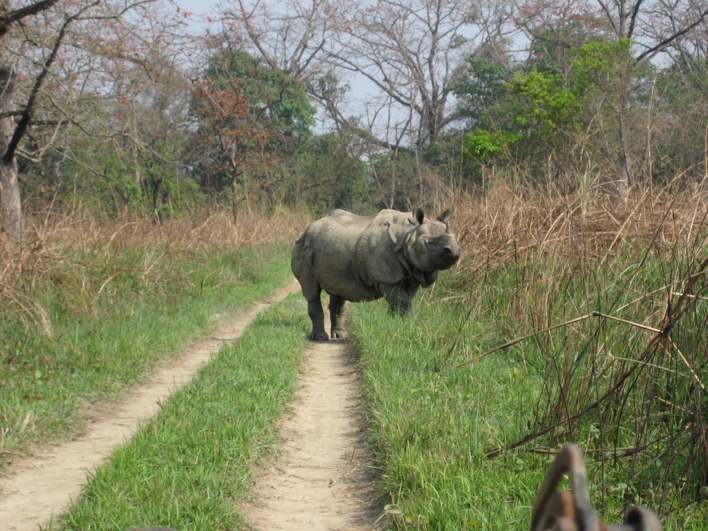 Best of Chitwan Safari