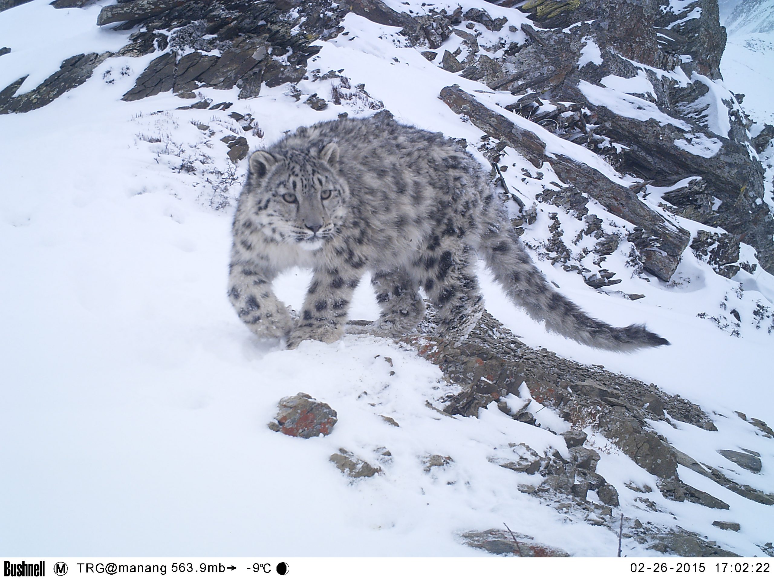 Snow Leopard Tracking Trek in Manang