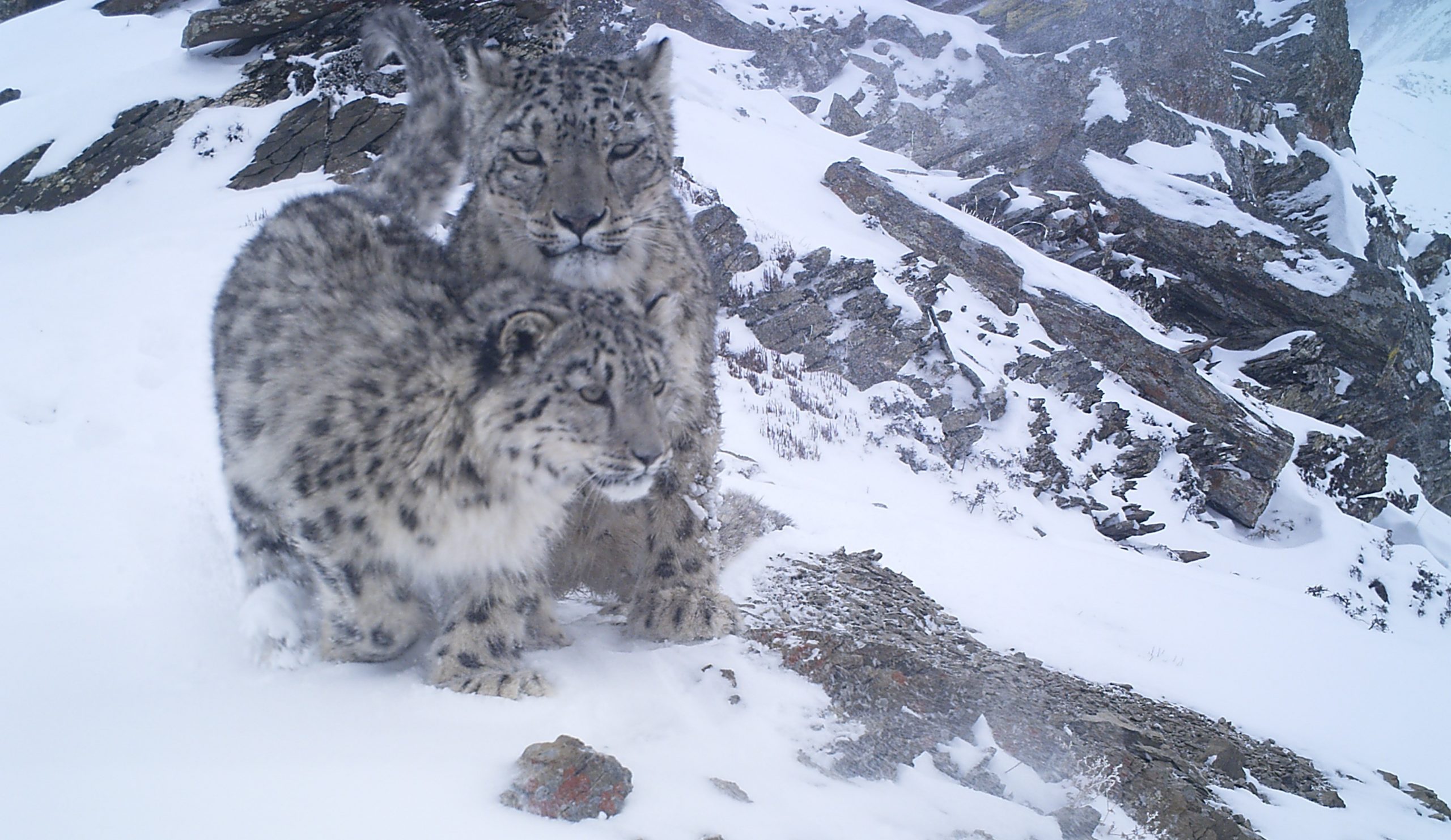 Snow Leopard Tracking Trek in Manang