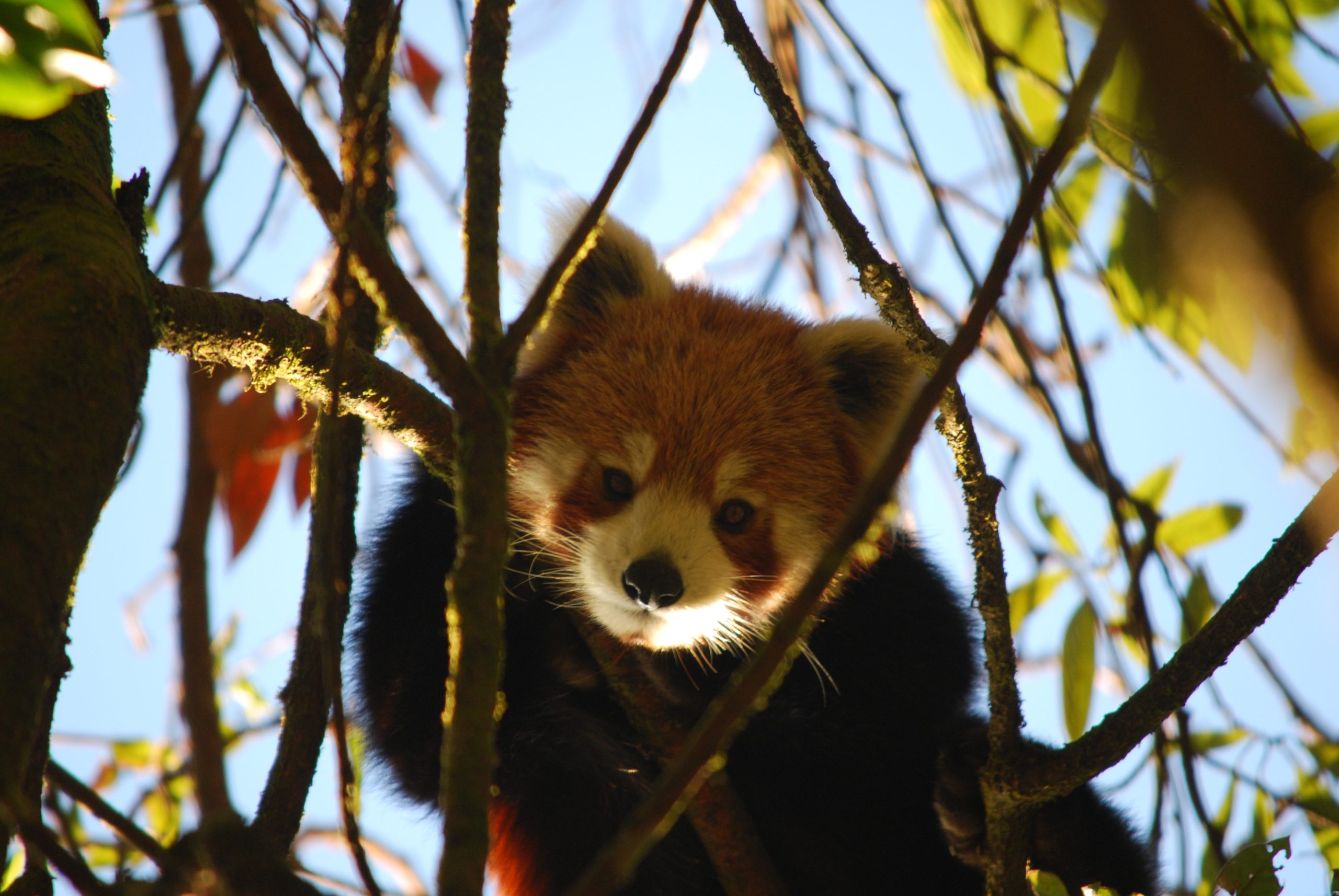 Red Panda Tracking Tour In  East Nepal