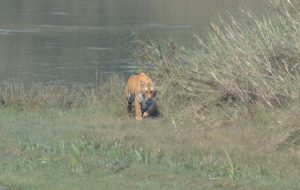 Trekking and tiger safari in Nepal