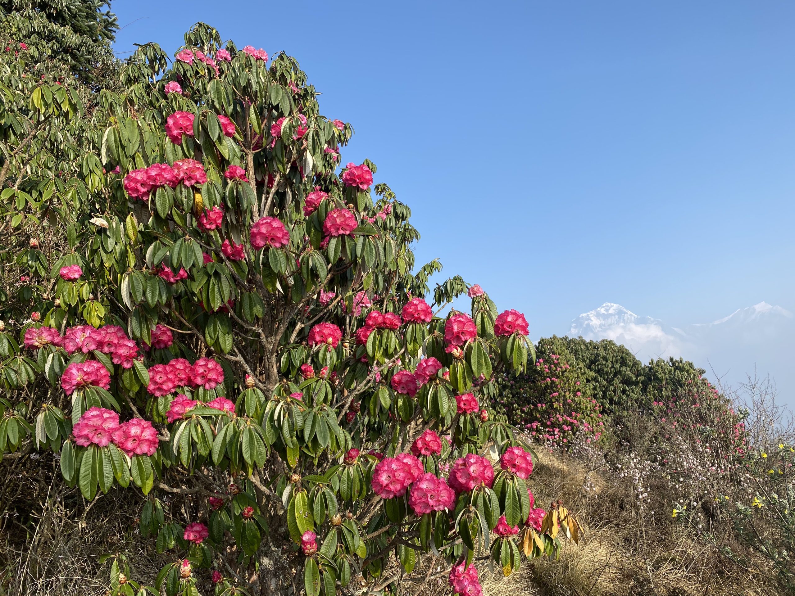 Short trek to Ghorepani and Poon Hill