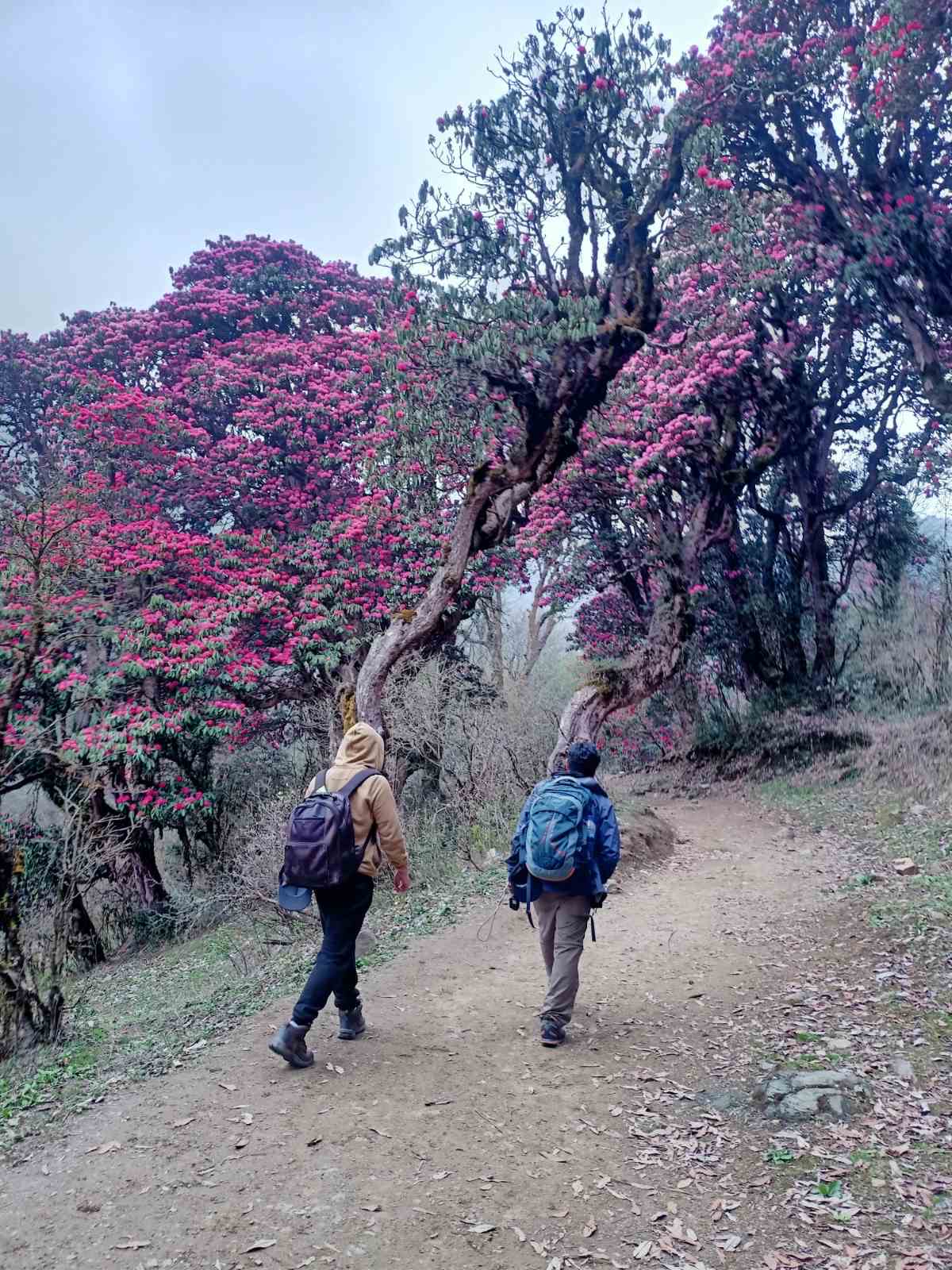 Short trek to Ghorepani and Poon Hill