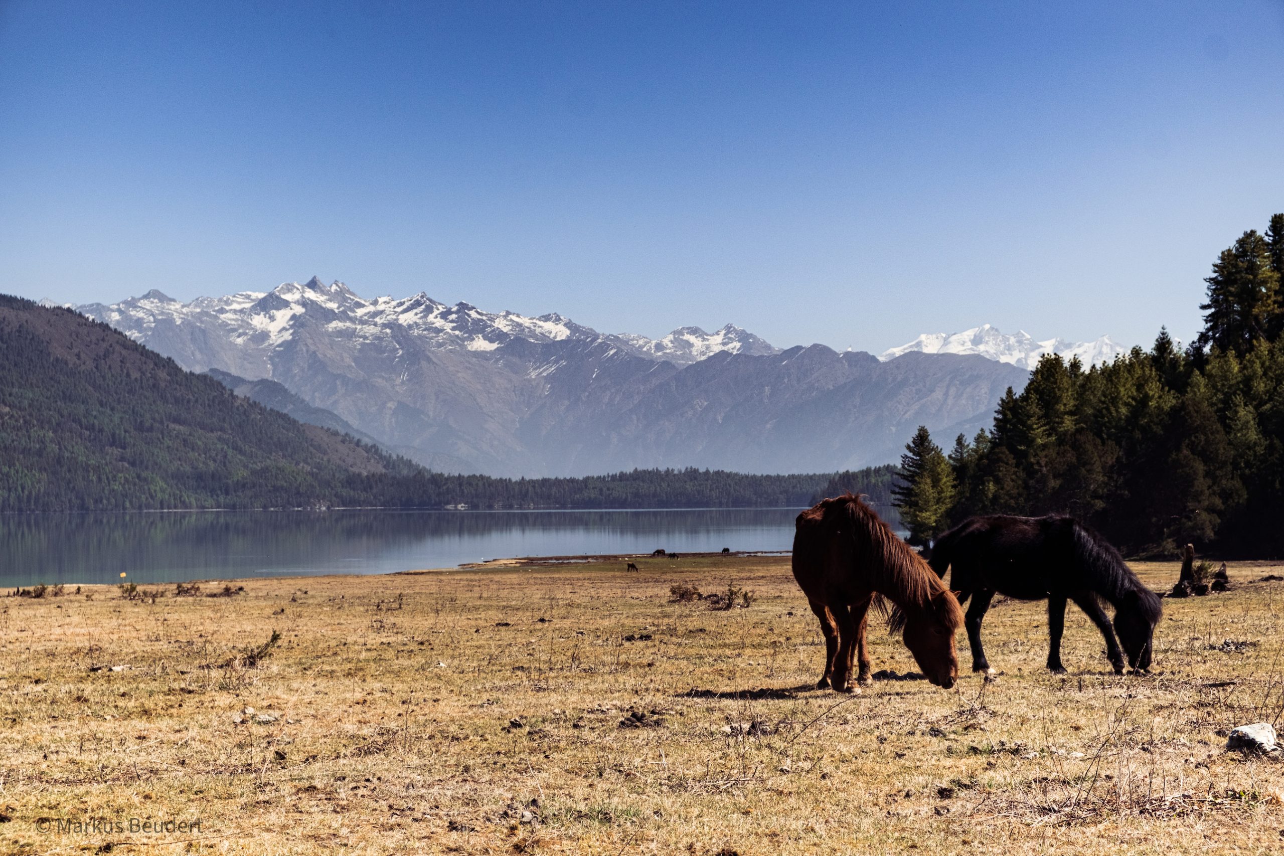 Rara Lake nestles like a Sparkling Jewel amongst verdant forested hills