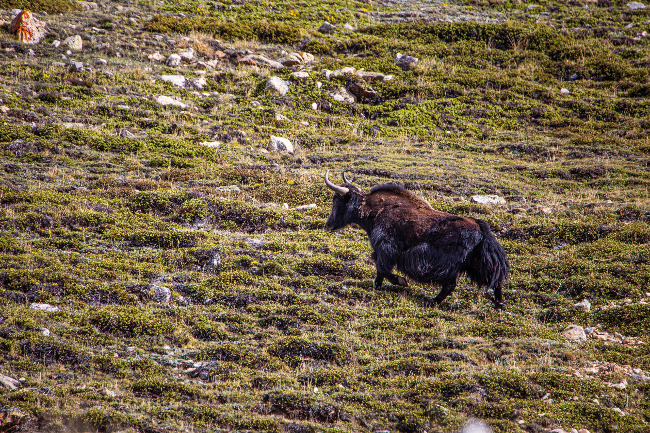 Wild Yak Expedition Trip to Limi Valley