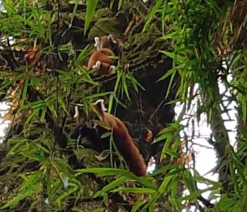 Red Panda