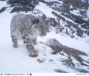snow leopard