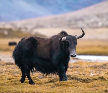 wild yak